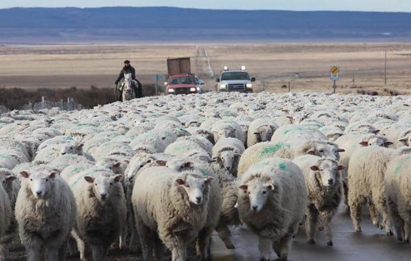 Glubich es miembro del Consejo Regional Patagonia Sur, que se reuni hace un mes en Esquel. All se analizaron varios temas, y entre ellos la reduccin de ovinos no slo por perros cimarrones como ocurre en Tierra del Fuego, sino por la incidencia de pumas y guanacos.