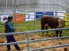 El mximo precio pagado por un toro Polled Hereford fue de 19 mil pesos, precios que se encuentran en relacin a los que se vienen manejado en la provincia de Buenos Aires en cuanto a lo que son reproductores.