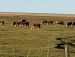 Robaron 297 vacas de una estancia por valor de casi $6 millones en Estancia Pirinaica.