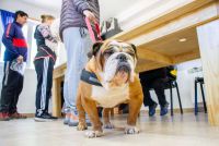 El Municipio realiz� una jornada de vacunaci�n antirr�bica y adopci�n responsable