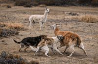 �El objetivo es lograr el 'Perro Suelto 0�, sostuvo De Ferrari