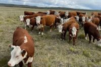 Evalan una ley que mantenga el status de Tierra del Fuego como zona libre de aftosa sin vacunacin