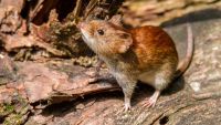 Tierra del Fuego no registra casos confirmados de hantavirosis