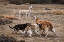 �El objetivo es lograr el 'Perro Suelto 0�, sostuvo De Ferrari
