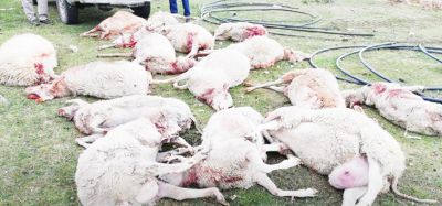 Unos 10 ovinos fueron faenados ilegalmente en cercanas de la Misin Salesiana