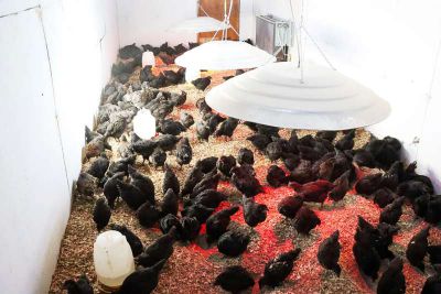Municipio de Tolhuin y el INTA hicieron entrega de aves ponedoras a productores 