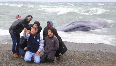 Chile: se suben a una ballena azul muerta para sacarse fotos 